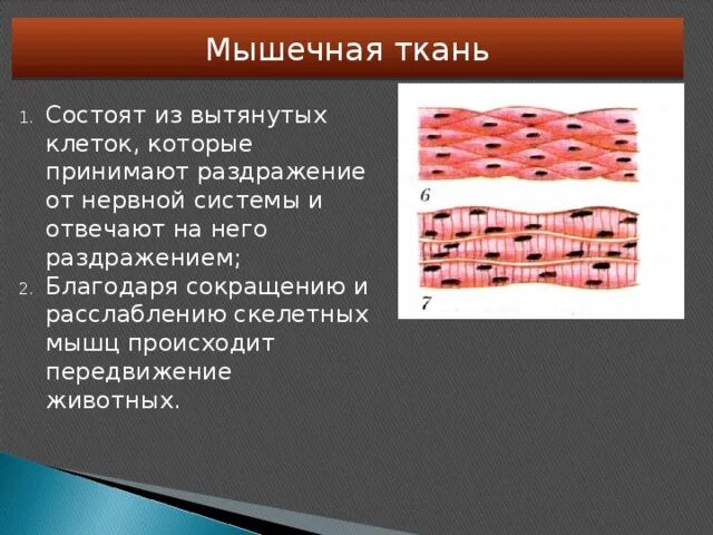 Мышечная клетка функции. Расположение клеток мышечной ткани. строение клетки мышечной ткани. особенности строения мышечной ткани. мышечная ткань строение и функции.