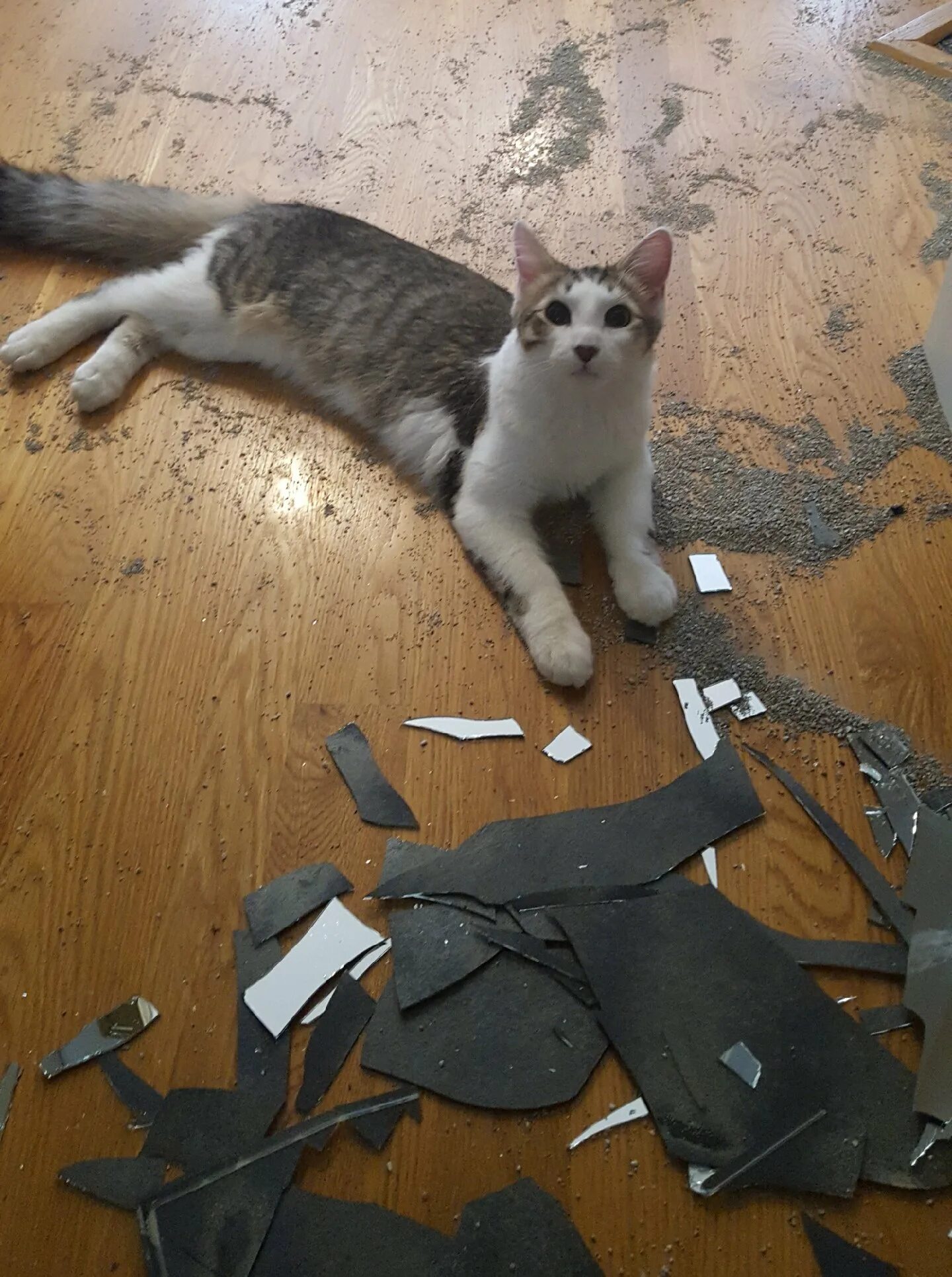 Разбитый кот. Кот разбил. Котик ломает. Кот разбил вазу.