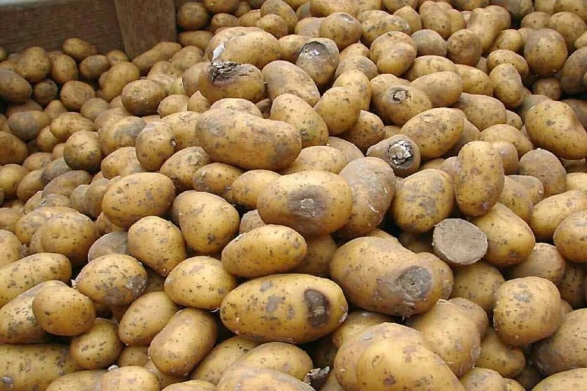 Почему картошка получается сухой