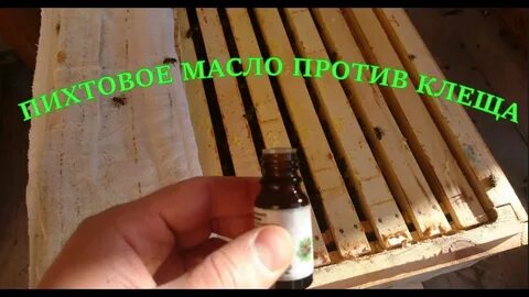 Пихтовое пчела