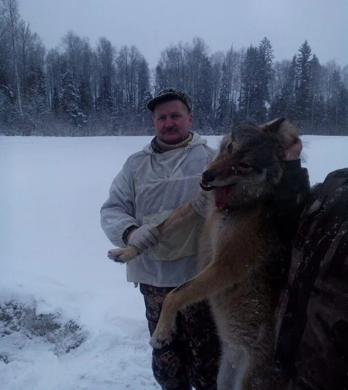 карельский волк. карельский волк. охота на волка в карелии. охота на волка в карелии. охота на волка в карелии.