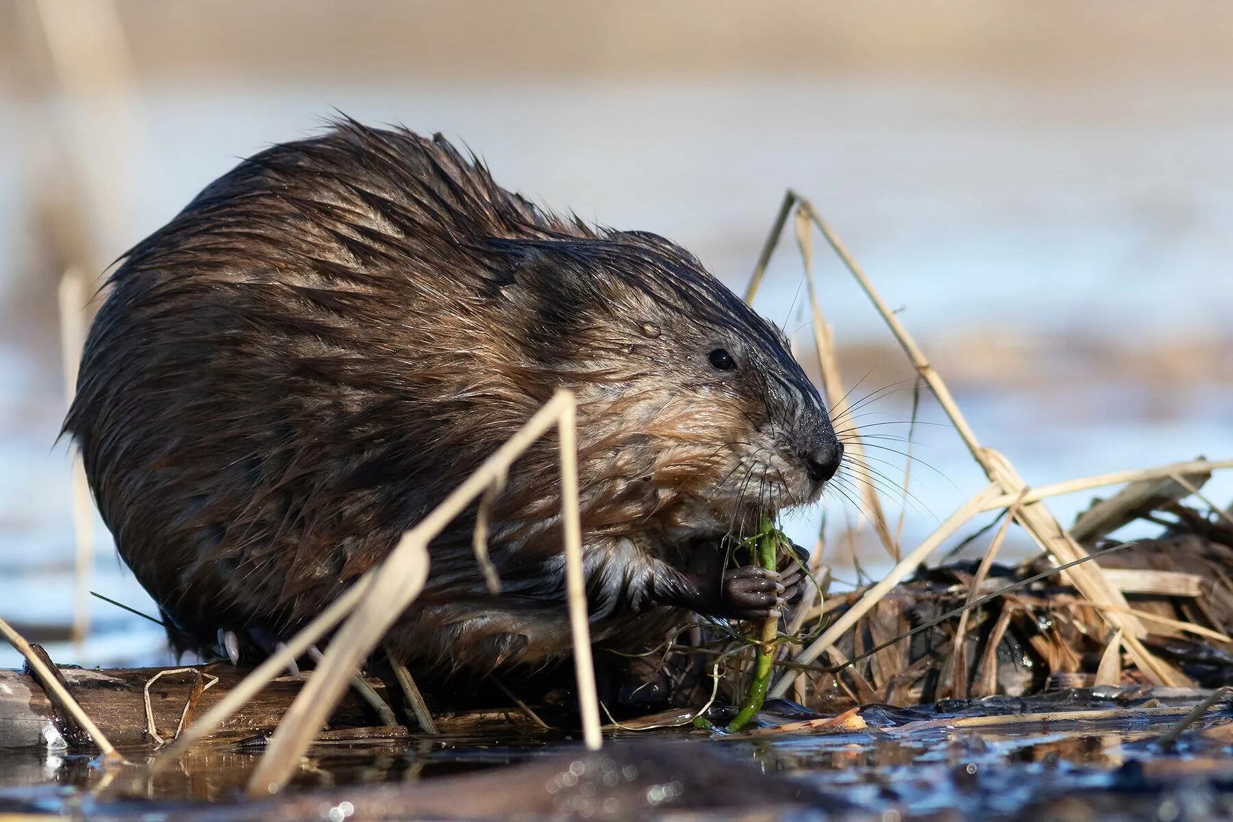 водяная полёвка водяная крыса. ондатра речная крыса. речные грызуны список. водяная крыса полевка. бобр нутрия.