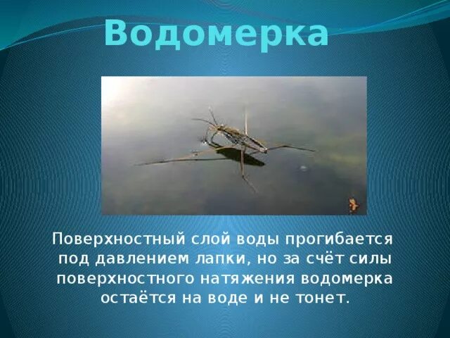 Почему водомерки не тонут. Водомерка. Поверхностное натяжение воды Водомерка. Водомерка тонет. Водомерка для презентации.