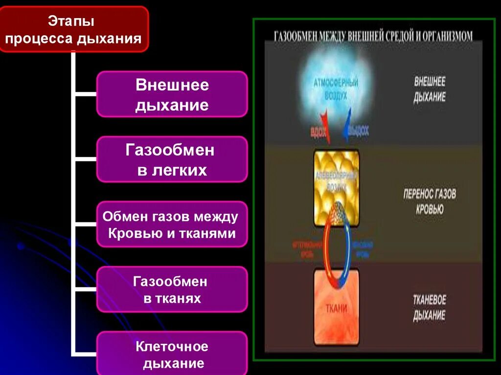 Этапы дыхательного процесса. Этапы процесса дыхания. Этапы процесса дыхания человека. Назовите этапы процесса дыхания..