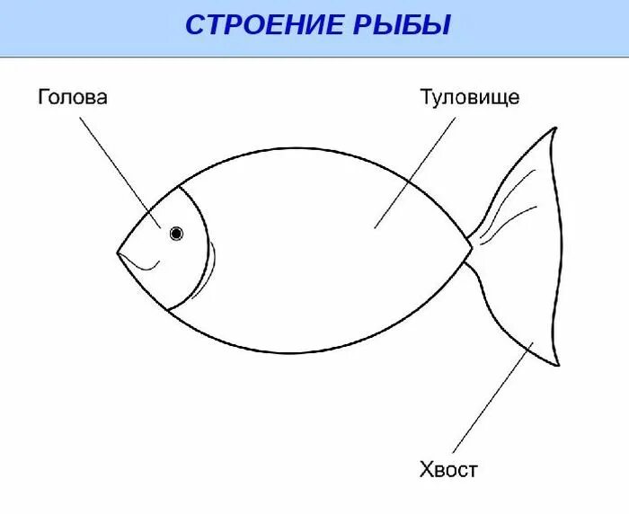Схематический рисунок рыб птиц. Строение рыбы. Части рыбы схема. Строение рыбы для дошкольников. Части тела рыбки.