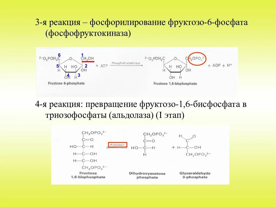 Фруктозо 1 фосфат реакция-. Реакция фосфорилирования фруктозо 1,6 дифосфат. Реакция фосфорилирования фруктозо-1,6-бисфосфатаза. Фруктозо 6 фосфат в фруктозу 16 дифосфат.