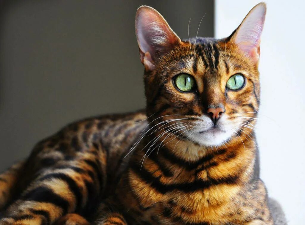 Бенгальская порода характер. Бенгал. Бенгальский кот. Бингальскаяская кошка. Кошки бенгальской породы.