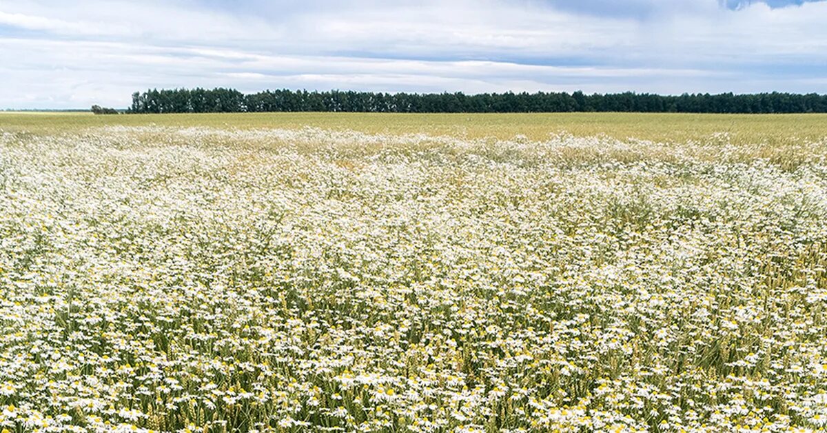 Ромашковое поле нижегородская область. Ромашковое поле картинки. Поле с ромашками высокое качество. Ромашковое поле нижегородская область. Ромашковое поле нижегородская область.