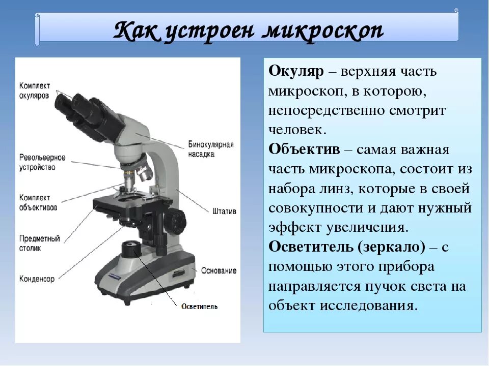 Цифровой микроскоп строение с подписями и названиями. Биология 5 кл строение микроскопа. Строение окуляра микроскопа. Строение светового микроскопа Микмед 5. Строение светового биологического микроскопа.