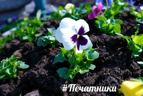 Виола виттрока выращивание из семян