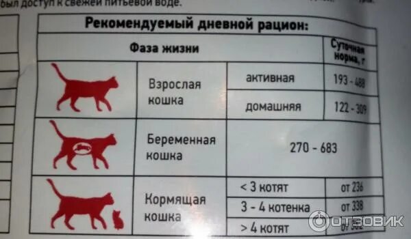 Суточная активность кошек. Активность кошек в течение суток. Активность котят. Суточная активность кошек кратко.