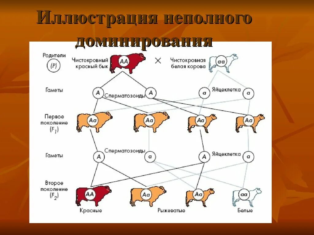 Неполное доминирование примеры у животных. Неполное доминирование примеры. Неполное доминирование скрещивание. Неполное доминирование схема.