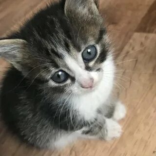Котята в добрые рыбинск
