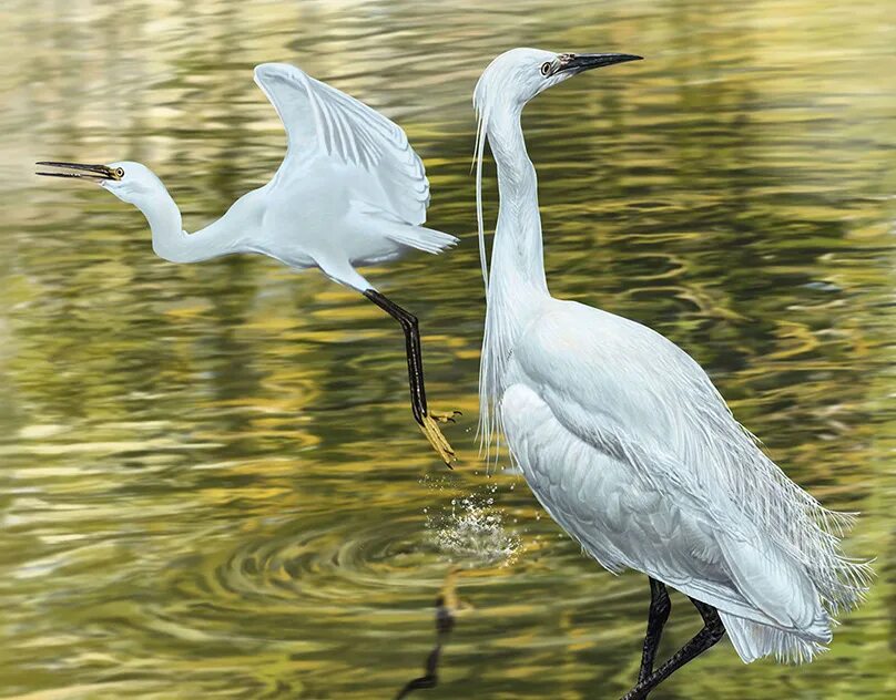Цапля в турции. Большая белая цапля. Большая белая цапля. Большая белая цапля (ardea alba). Большая белая цапля картинки.