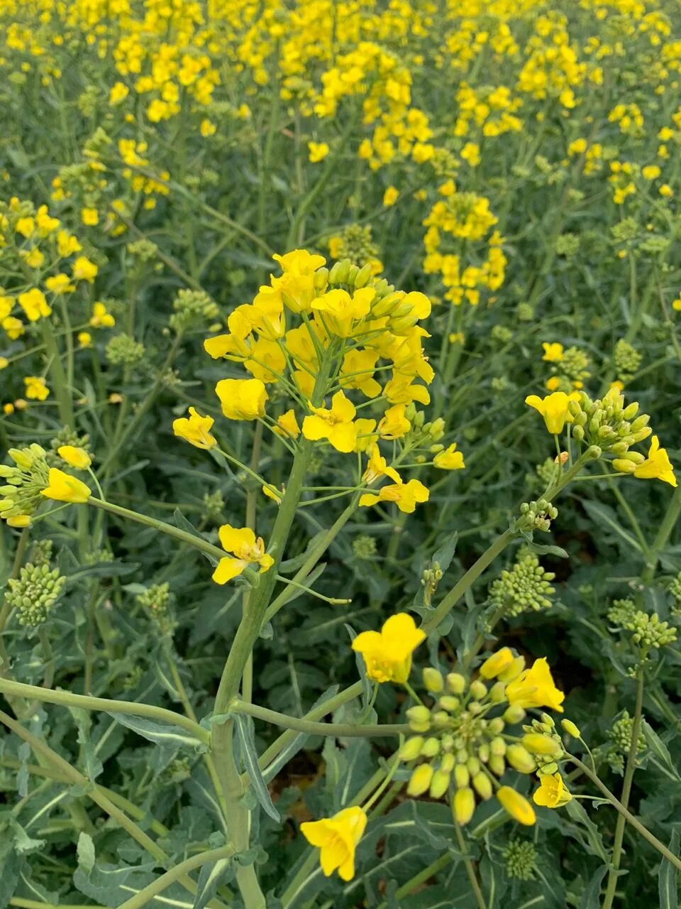 Рыжика посевного (Camelina Sativa),. Camelina Рыжик. Рыжик масличная культура. Камелина Рыжик посевной. Цветок рыжик