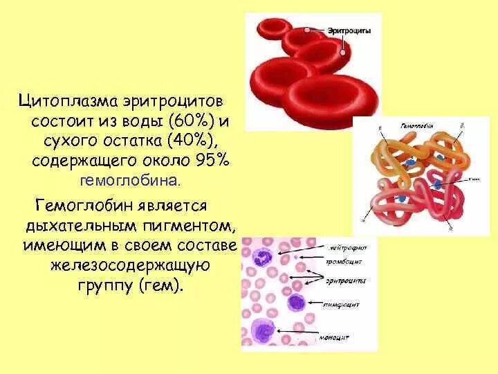 Строение эритроцита человека