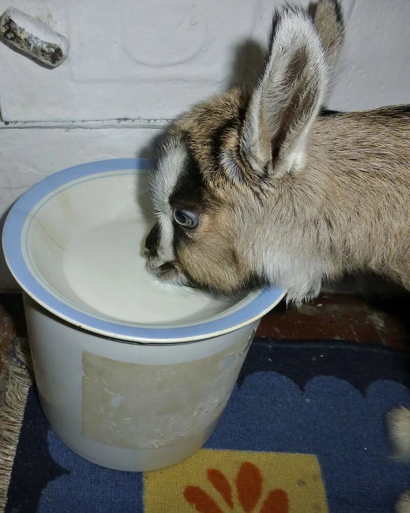 Рацион кормления козлят с рождения. Кормление новорожденных козлят таблица. Кормление козлят 1. Таблица кормления козлят с первых. Норма кормления козлят в 2 месяца.