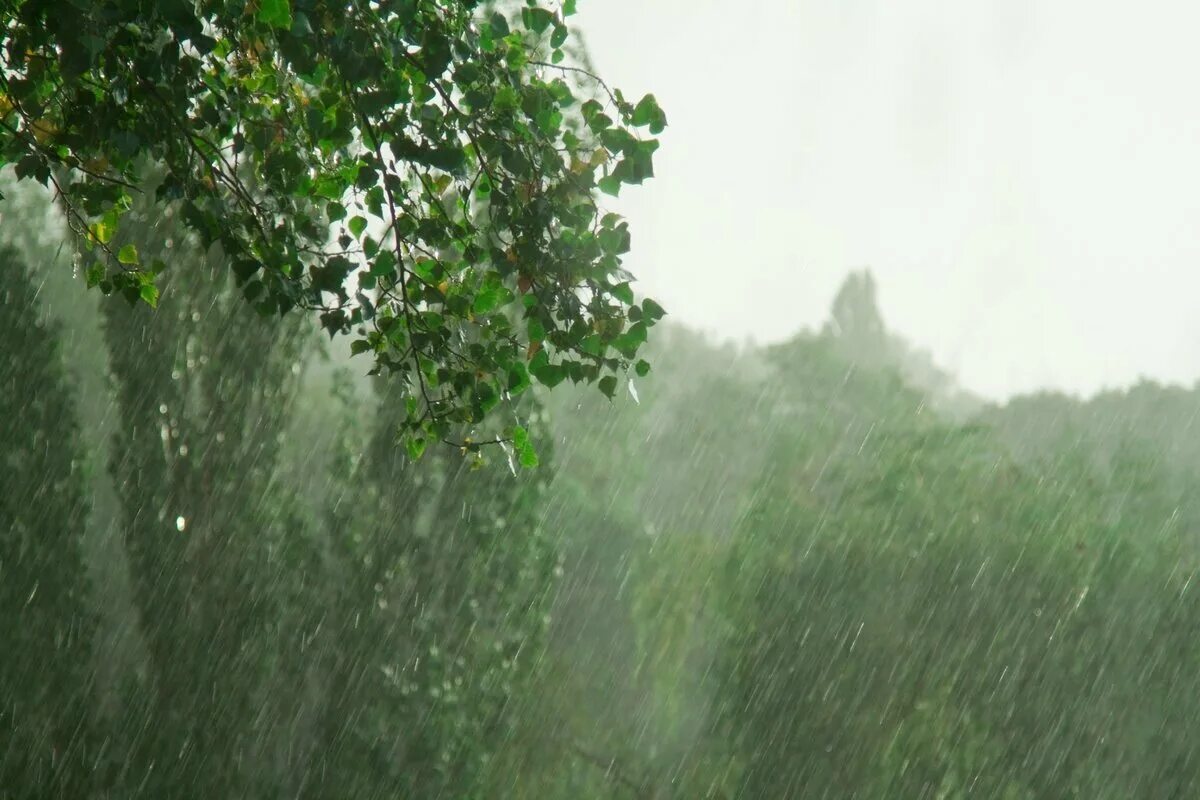 После летнего дождика. Весенний дождь Фет. Сильный дождь в лесу. Летний ливень.