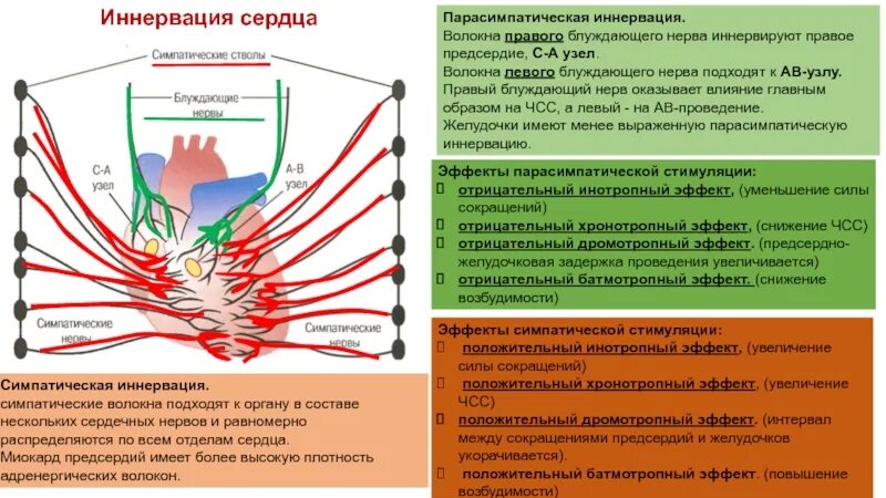 Симпатическая иннервация сердца. Эффекты парасимпатической иннервации сердца. Парасимпатическая иннервация сердца. Симпатическая и парасимпатическая иннервация сердца.