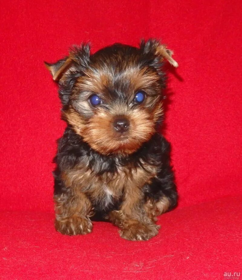 Авито собаки йоркширский терьер. Щенок ёршский терьер мини. Йоркширского терьера toto. Пол ёрка щенки йорка. Питомник йоркширских терьеров мини.