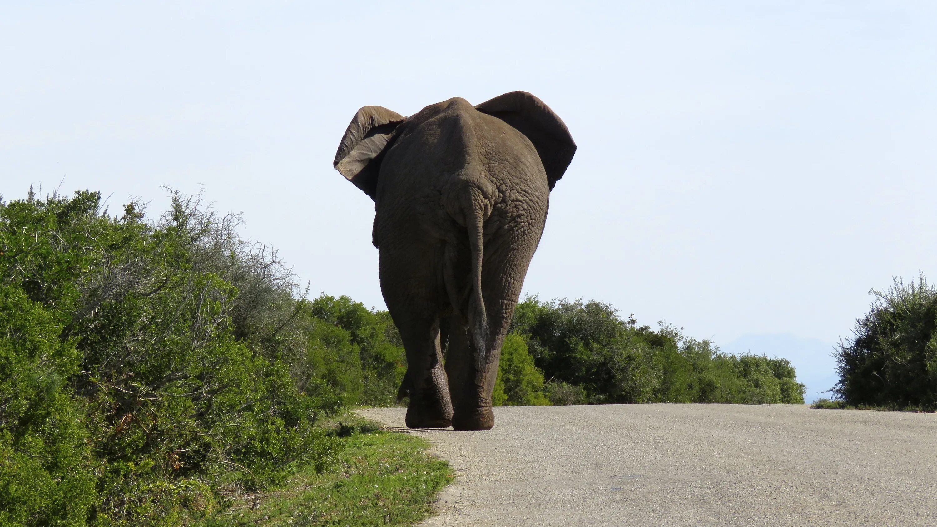 Слоны. Большой слон. Африканский слон. Огромные слоны.