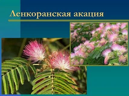 Растения свойственно