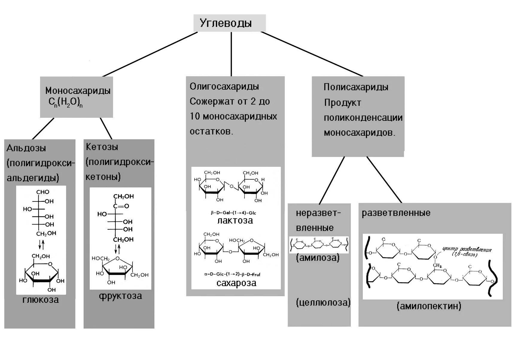 Углеводы схема строения. Схема полисахарид моносахарид. Классификация углеводов моносахариды дисахариды и полисахариды. Схема классификация углеводов химия.