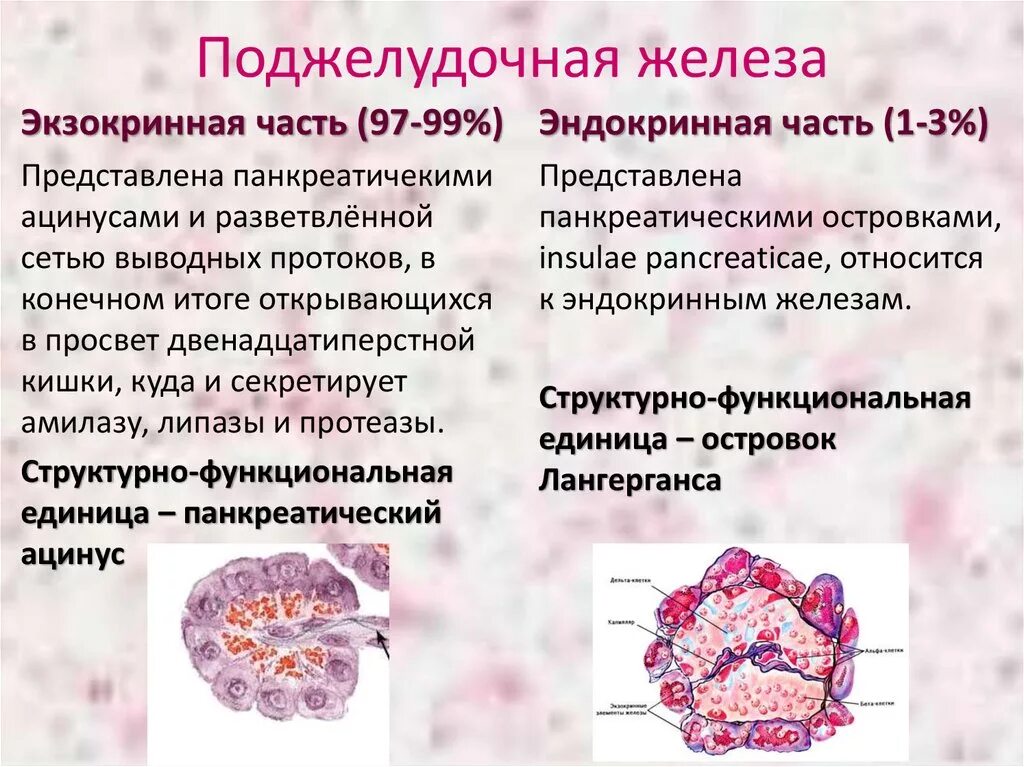 Железистые клетки печени. Экзокринная часть поджелудочной железы функции. Экзокринная и эндокринная функция поджелудочной железы. Строение экзокринной и эндокринной части поджелудочной железы. Строение эндокринной части поджелудочной железы.