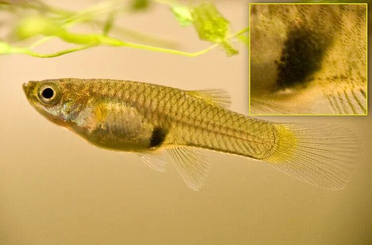 Рыбка зачатия. Гуппи рыбки самки. Беременная самка гуппи. Гуппи рыбки самки беременные. Беременная рыбка гуппи.