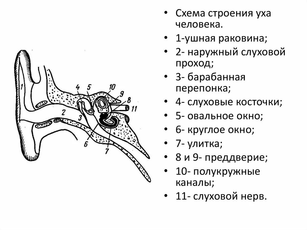 Слуховая труба вестибулярный аппарат. Структура уха человека схема. Строение уха человека анатомия схема. Схема наружного уха человека. Схема внутреннего уха человека.