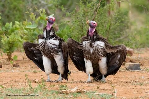 Comedy wildlife awards