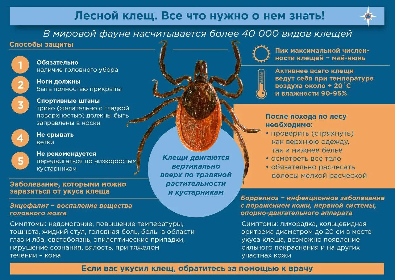 Энцефалит после клеща как проявляется. Клещи клещевой энцефалит. профилактика иксодовых клещевых боррелиозов..