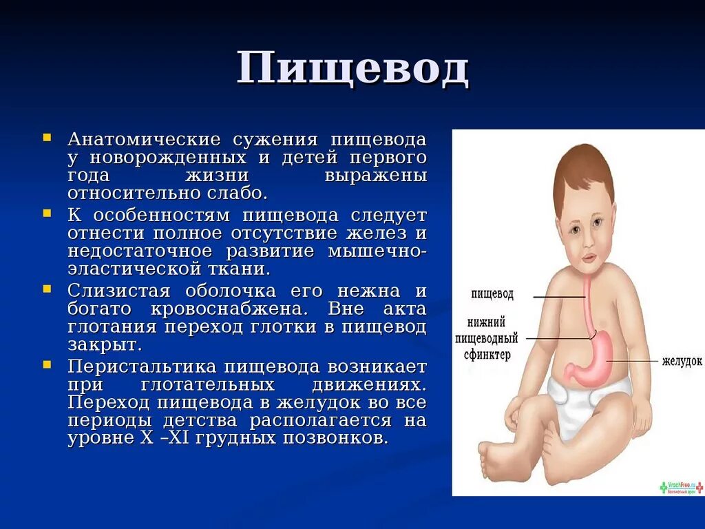 Афо органов пищеварения дошкольников. Пищеварительная система новорожденного особенности. Анатомо-физиологические особенности пищеварительной системы у детей. Строение пищевода у детей. Пищевод у новорожденного