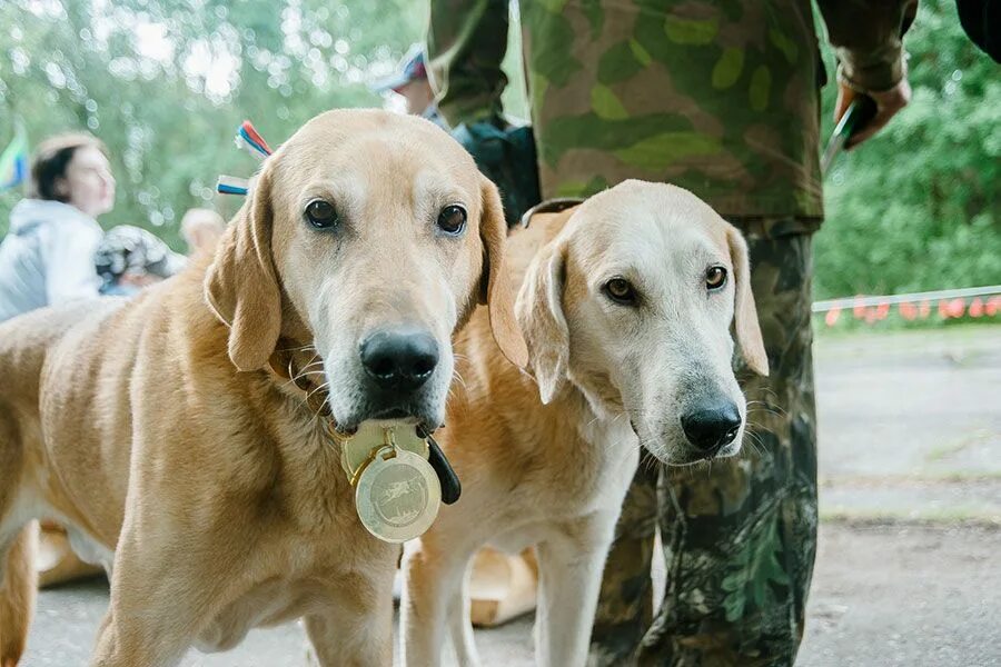 Всероссийская выставка охотничьих собак 2022. Выставка гончих. Тульская областная выставка охотничьих собак 2023. Выставка охотничьих собак. Первая выставка охотничьих собак в россии.