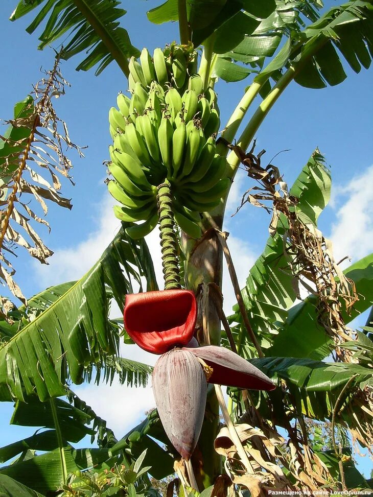 В каких странах растут фрукты. Банановая Пальма. Банановая Пальма ареал. Банановое дерево в Южной Америке. Бананы на Пальме.