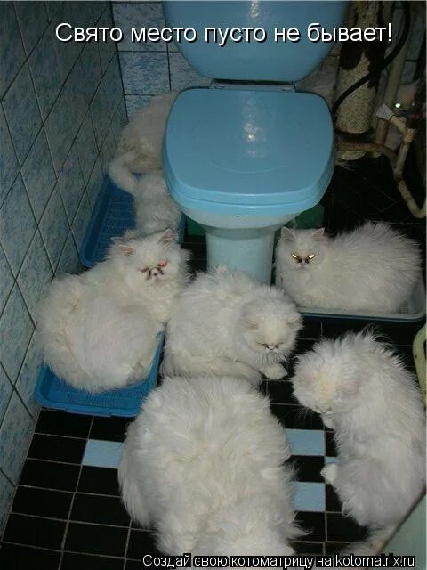 Свято место пусто не бывает картинки. Пусто не бывает. Свято место пусто не бывает. Свято место пусто не бывает цитаты. Свято место пусто не бывает.