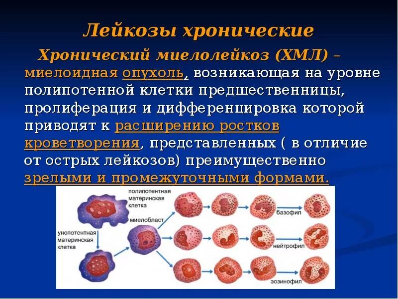 Острый лейкоз и хронический лимфолейкоз. Хронический миелолейкоз анемия. Хронический миелолейкоз поражение эритропоэза. Хронический миелоидный лейкоз биология. Опухоль клеток крови