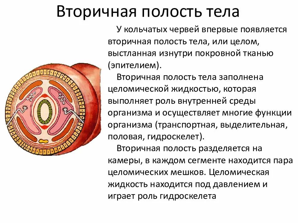 Полость тела плоские круглые кольчатые. Кольчатые черви первичная полость тела. Схема образования вторичной полости тела у кольчатых червей. Первичная и вторичная полость тела червей. Полость тела у кольчатых червей вторичная целом.