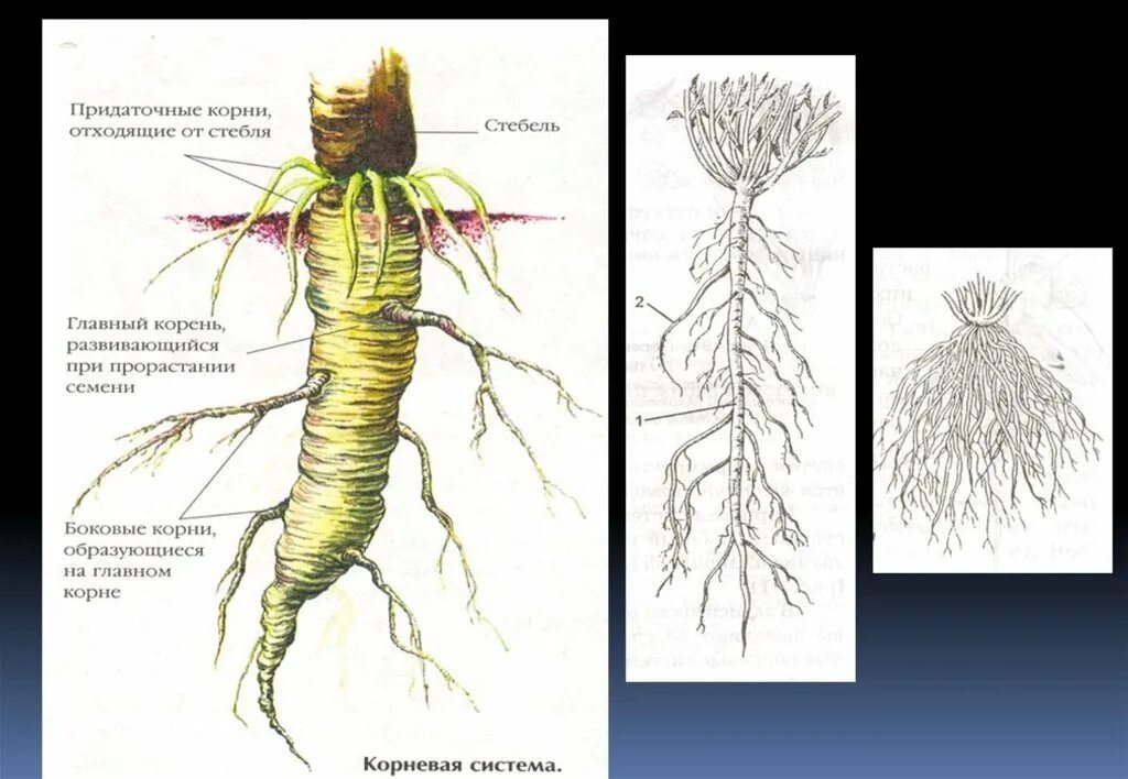 Строение корня придаточные корни. Корневая система придаточные корни. Строение придаточного корня у растений. Корень и корневище.