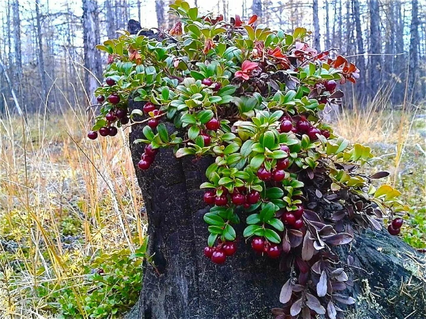 Деревья растущие в сибири. Брусника кустарник. Кустарнички брусника. Лесные ягоды брусника. Брусника ягода в лесу.