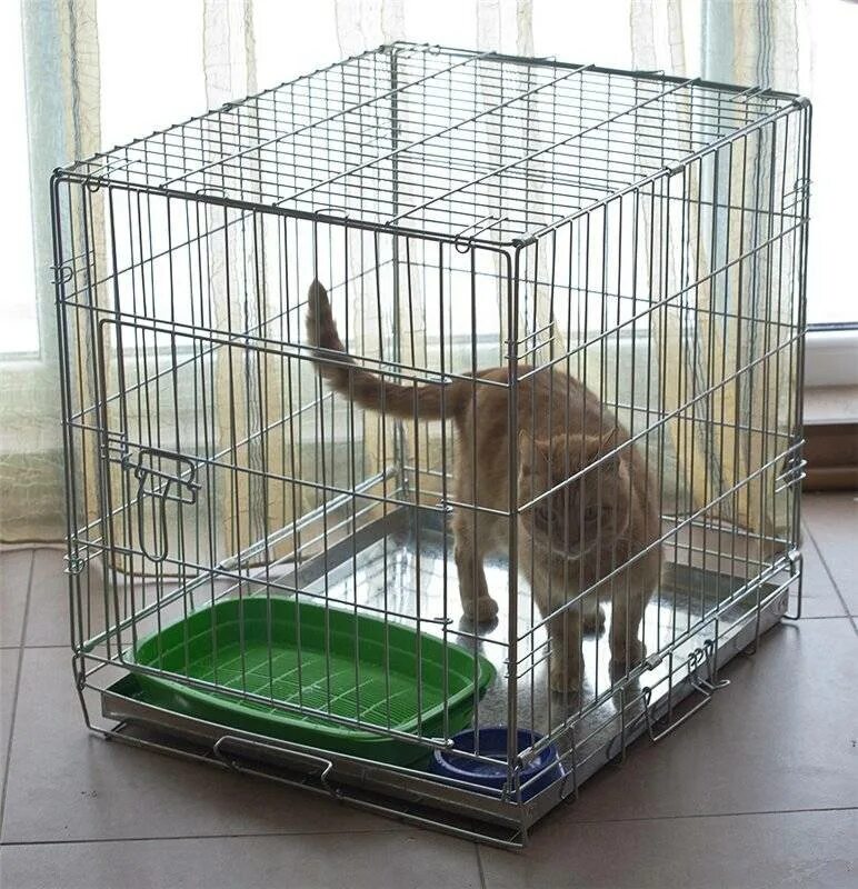 Можно ли содержать кошку