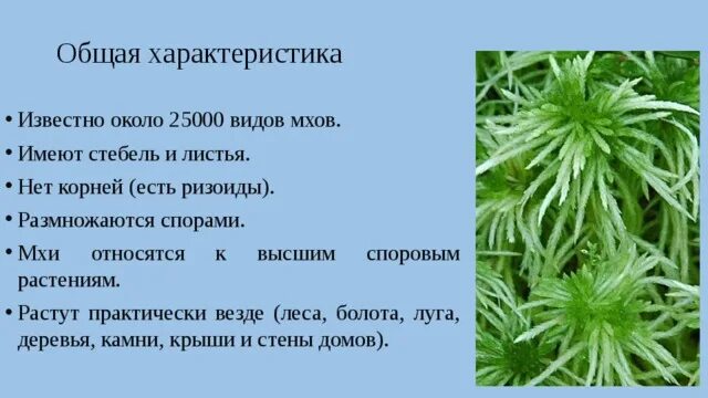 Почему моховидные высшие растения. Почему моховидные высшие растения
