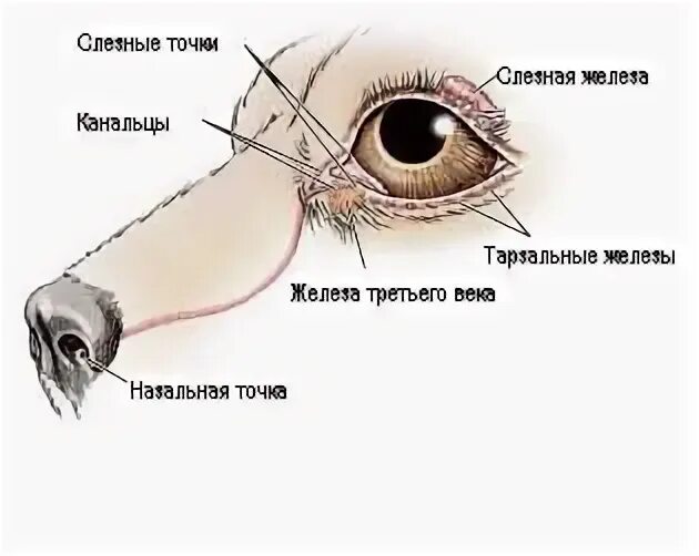 Слезная железа у собак