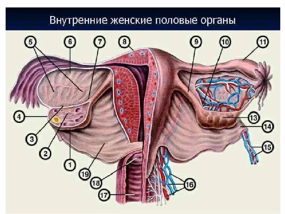 Синтопия маточной трубы. Матка яичники трубы анатомия. Внутренние половые органы женщины. Женские половые органы трубы