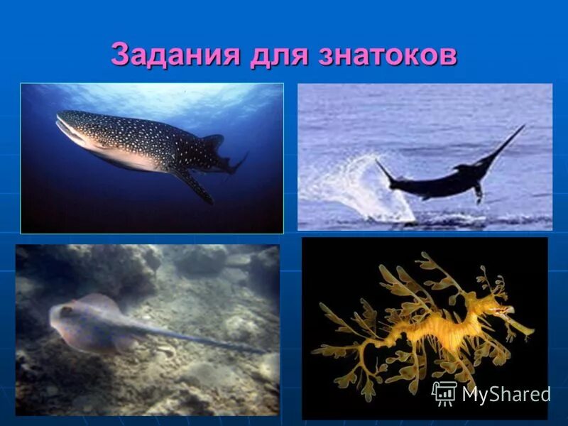 признаки надкласса рыбы. особенности рыб в водной среде. особенности внешнего строения рыб. приспособление живых организмов к водной среде. адаптации рыб к водной среде.