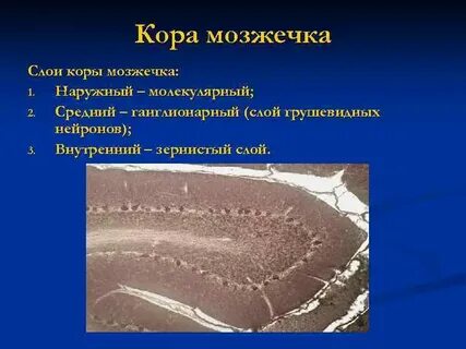 Самый внутренний слой коры