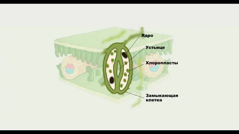 Хлоропласты в устьицах. Хлоропласты устьиц функции. Строение кожицы листа одуванчика. Строение устьица.