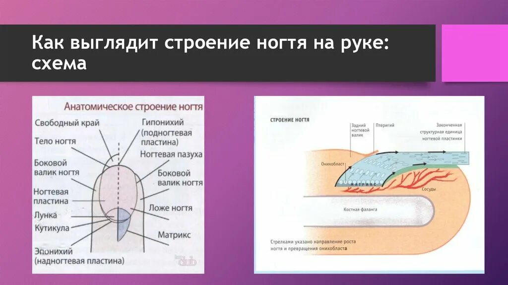 Ногтевая структура. Ноготь строение анатомия схема. Схематическое строение ногтя. Строение ногтевой пластины Матрикс. Строение ногтя дорсальный слой.