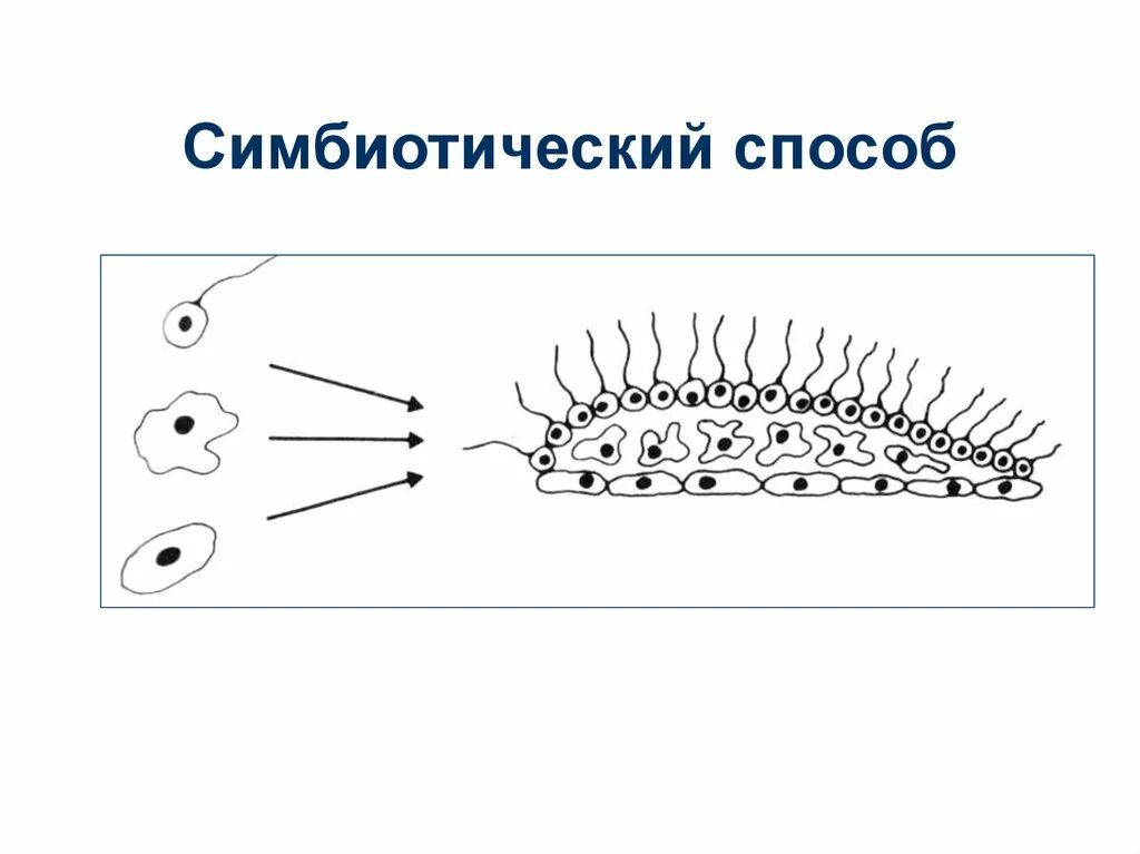 Предками многоклеточных животных могли быть. Происхождение многоклеточных. теория гастреи. гипотеза гастреи геккеля. теория фагоцителлы.