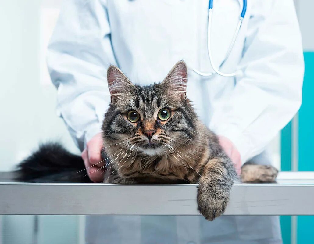 Ветеринар с кошкой. Кошка в ветеринарной клинике. Кошка в ветклинике. Кошка в ветеринарке. Стерильное животное